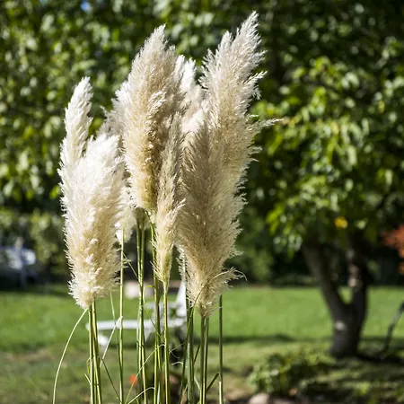 Feng Shui Wellness Apartamento